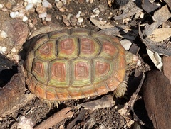 Homopus areolatus