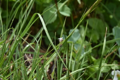 Veronica wormskjoldii