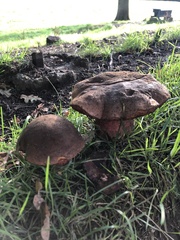 Neoboletus
