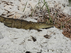 Crocodylus moreletii