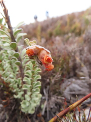 Hermannia trifoliata