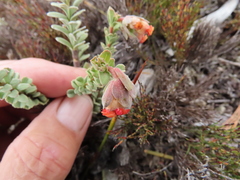 Hermannia trifoliata