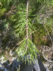 Pinus virginiana
