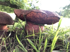 Neoboletus