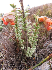Hermannia trifoliata