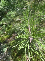 Pinus virginiana