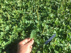 Blitum bonus-henricus