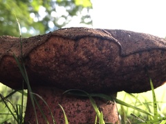 Neoboletus