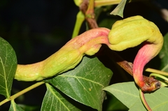 Baizongia pistaciae