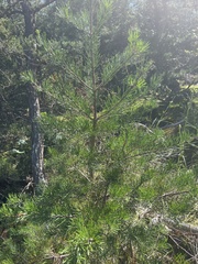 Pinus virginiana