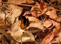 Eurytela dryope angulata