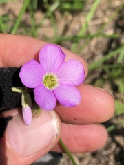Oxalis violacea