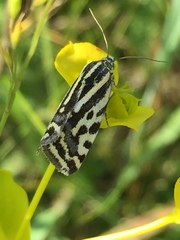 Acontia trabealis