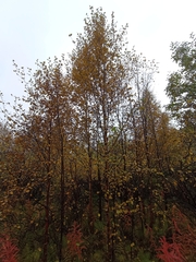 Betula