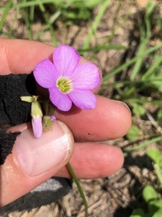 Oxalis violacea