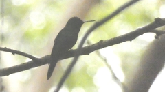 Thalurania glaucopis
