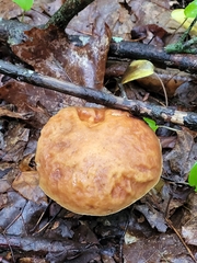 Hemileccinum rubropunctum