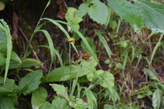 Arnica latifolia