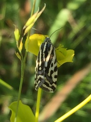 Acontia trabealis
