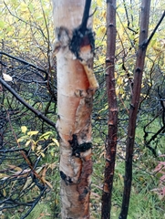 Betula