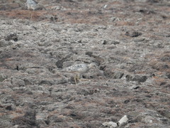 Calidris subruficollis