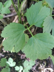 Ranunculus hispidus