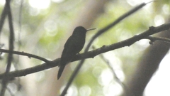 Thalurania glaucopis