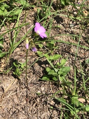 Oxalis violacea
