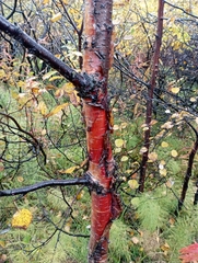 Betula