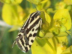 Acontia trabealis
