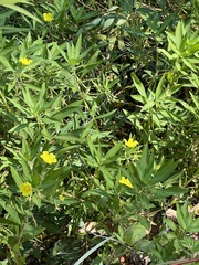 Ludwigia hexapetala