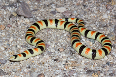 Colorado Desert Shovel-Nose Snake photo 2