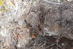 Metrosideros polymorpha