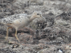 Calidris subruficollis
