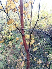 Betula