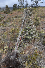 Metrosideros polymorpha