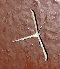 Emmelina monodactyla