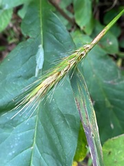 Elymus virginicus