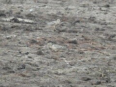 Calidris subruficollis