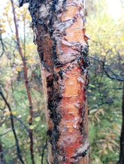 Betula