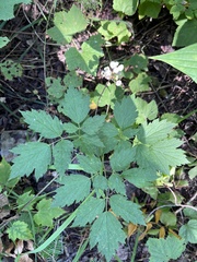 Actaea rubra neglecta