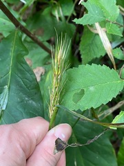 Elymus virginicus
