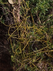 Cassytha pubescens