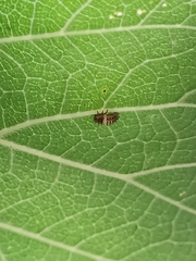 Chilocorus bipustulatus