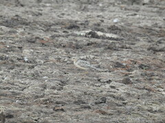 Calidris subruficollis