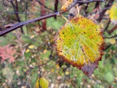 Betula