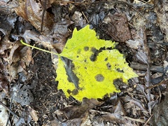 Populus grandidentata