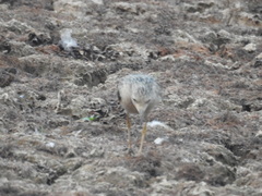 Calidris subruficollis