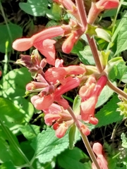 Stachys coccinea
