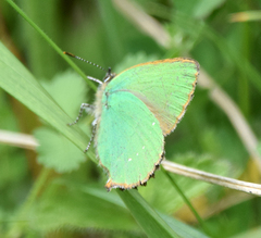 Callophrys rubi